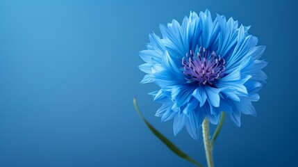  A blue flower, focused closely, against a blue background Blurred center image of the flower