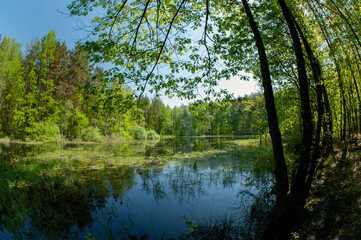 Fototapeta premium Green forest reflected in the calm water of the lake, beauty in nature.