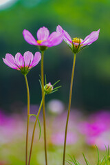 Fototapeta premium In summer, colorful Gesang flowers bloom