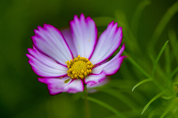 In summer, colorful Gesang flowers bloom