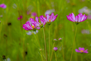 Fototapeta premium In summer, colorful Gesang flowers bloom