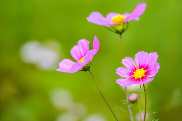 Fototapeta premium In summer, colorful Gesang flowers bloom