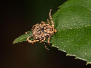 Tick on the grass leaf, Close-up of a tick,