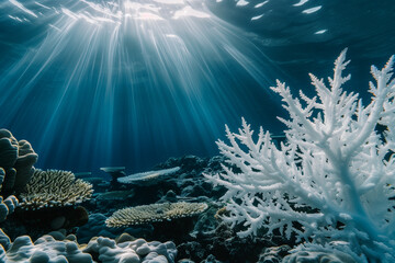 Vivid imagery of coral reef bleaching as white corals glow under sunlight, showcasing stress on marine ecosystems