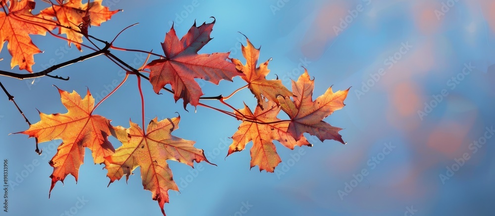 Poster autumn maple leaves on a branch are illuminated by the setting sun against a blue sky creating a pic