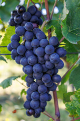 Reife Weintrauben im Weinberg