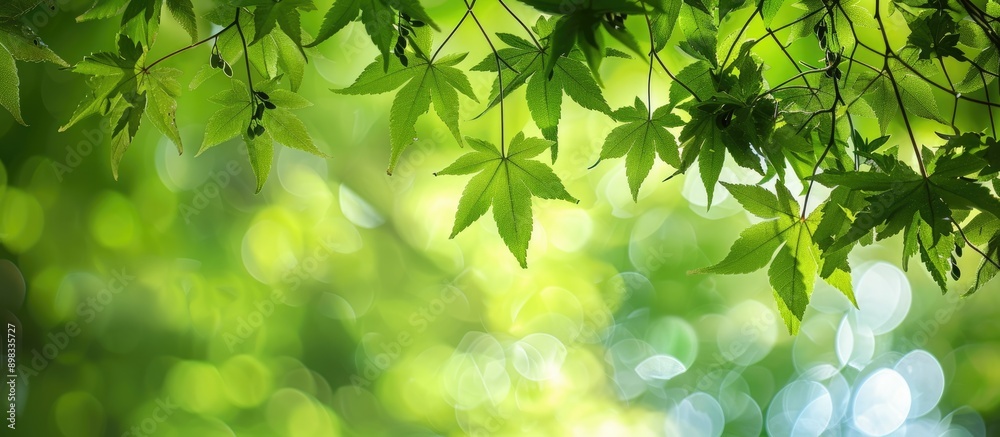 Aufkleber Close up of maple tree branches during summer featuring green leaves and seeds against a summery backdrop ideal for a copy space image
