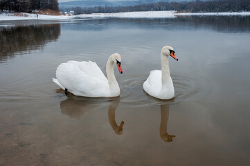 white swans group on the lake swim well under the bright sun