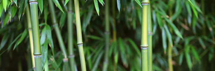 A bunch of bamboo sticks are standing upright in a field. The bamboo is green and he is healthy