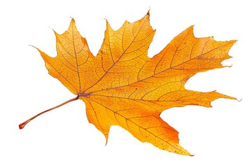 Fototapeta premium Single yellow maple leaf isolated on white background