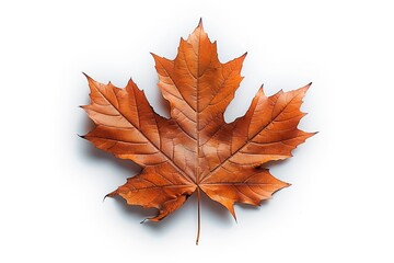 Fototapeta premium Single brown maple leaf against white background