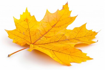 Obraz premium Single yellow maple leaf isolated on white background