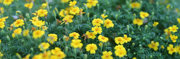 A field of yellow flowers with a bright and cheerful mood. The flowers are scattered throughout the field, with some in the foreground and others in the background