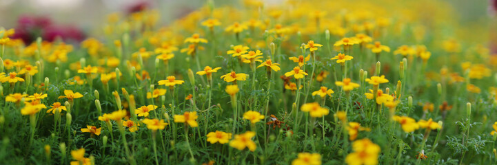 Obraz premium A field of yellow flowers with some red flowers in the background. The flowers are in full bloom and the field is lush and green