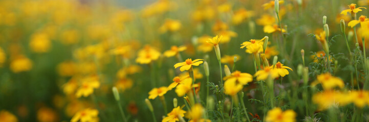 Obraz premium A field of yellow flowers with a few red flowers in the middle. The flowers are in full bloom and the field is lush and green