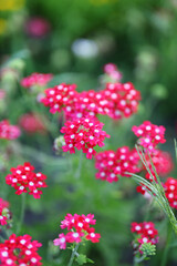 A bunch of red flowers with white spots. The flowers are in a field with green grass. The flowers are in full bloom and are very pretty