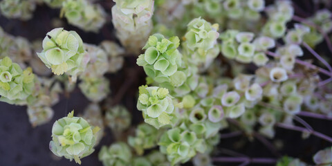 A close up of a bunch of green flowers with white centers. The flowers are small and clustered...