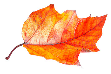 A single red leaf isolated on transparent background