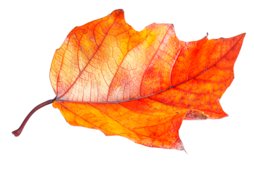 A single red leaf isolated on transparent background
