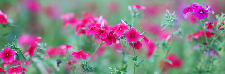 Fototapeta premium A field of pink flowers with a green background. The flowers are in full bloom and are scattered throughout the field. Scene is peaceful and serene, as the flowers are a beautiful and calming sight
