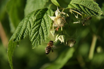 bee and blossoming flower of raspberry