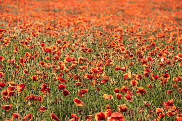 Obraz premium View of red blooming poppies in a field in Hesse