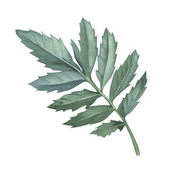 Green marigold leaves. Watercolor illustration. Floral greenery. Garden flowers. Branches on isolated white background