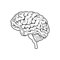 Brain. An image of the brain, in black and white. The image of the brain in a linear style. Vector illustration isolated on a white background