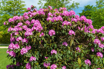 Bright pink Rhododendron Azalea flowers close-up. Luxury inflorescences of rhododendron in Public landscape city park 'Krasnodar' or 'Galitsky'. Ornamental Rhododendron with beautiful pink flowers