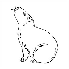 Capybara isolated on white background. Guinea pig outline. Vector illustration. Graphic, doodle..