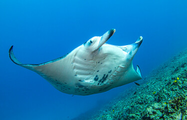 Mobula birostris. Manta ray underwater. Underwater Manta ray