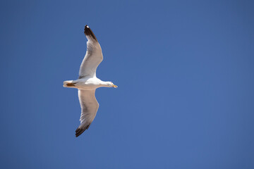 A seagull is gracefully soaring in a clear blue sky with a few scattered clouds on a sunny day, capturing the essence of freedom, peace, and nature in this serene view.