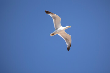 A seagull is gracefully soaring in a clear blue sky with a few scattered clouds on a sunny day, capturing the essence of freedom, peace, and nature in this serene view.