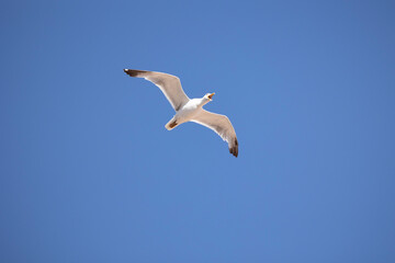 Obraz premium A seagull is gracefully soaring in a clear blue sky with a few scattered clouds on a sunny day, capturing the essence of freedom, peace, and nature in this serene view.
