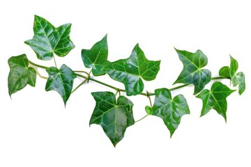Grape ivy plant leaf.