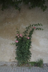 flowers in the garden