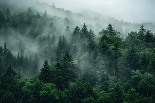 Fototapeta  A dense forest shrouded in mist, with tall trees and lush green foliage. The fog adds an ethereal quality to the scene,