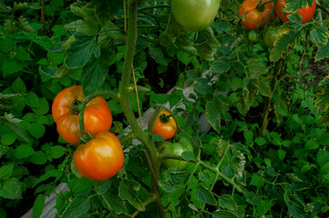 delicious and red tomatoes natural
