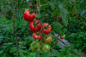 delicious and red tomatoes natural