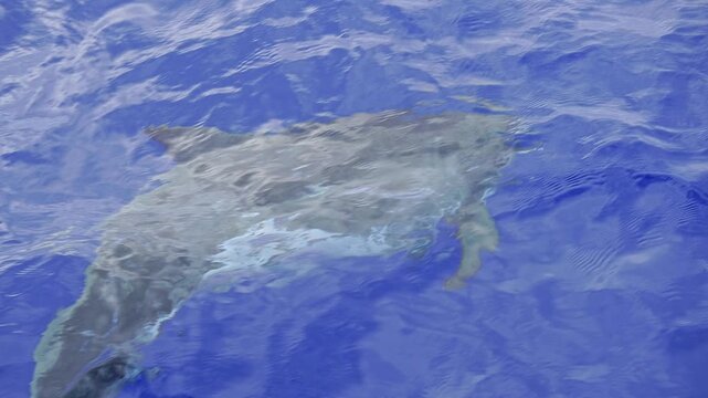 Rough-toothed Dolphin is swimming close to the surface of blue ocean water. The dolphin is swimming towards underwater. Steno bredanensis species.