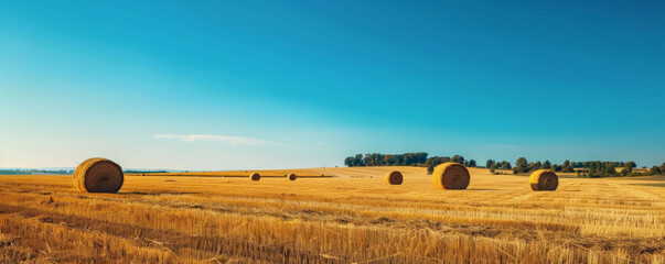 A vast golden field dotted with round haystacks under a clear blue sky, capturing the essence of rural life and harvest time.