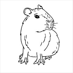 Capybara isolated on white background. Guinea pig outline. Vector illustration. Graphic, doodle..