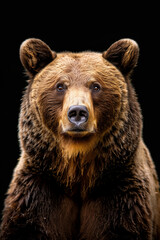 Dignified bear frontal face portrait, Geographic style, black background, HD
