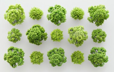 Obraz premium The top view of the big green trees is cut out transparent backgrounds and is rendered in 3D
