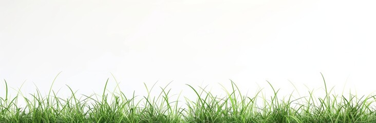 Fototapeta premium Grass row and prairie cutout transparent background 3D rendering png