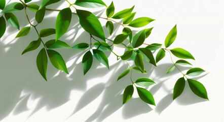 Obraz premium Shadows on sun-kissed tree branches in nature 3D render