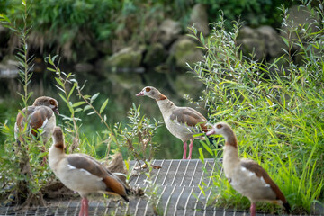 Nilgänse in der Natur an einem Fluss