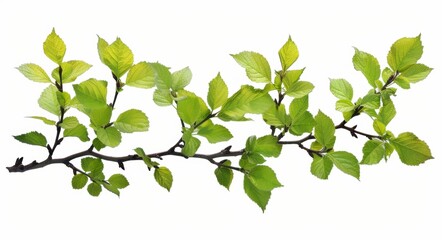 An image with large trees and foliage leaves in the top border is rendered in 3D