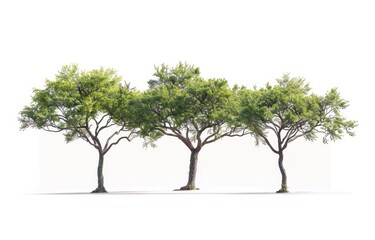 Obraz premium Group of large hardwood trees cut out on transparent backgrounds for 3D rendering