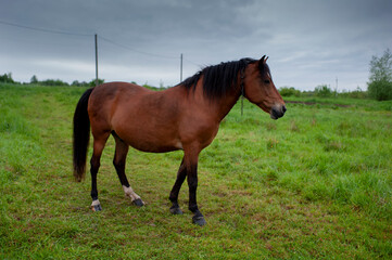 wild horse on a large meadow with beautiful scenery of blue sky and quiet at sunrise